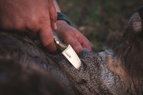 Casström Safari Mini Hunter G10